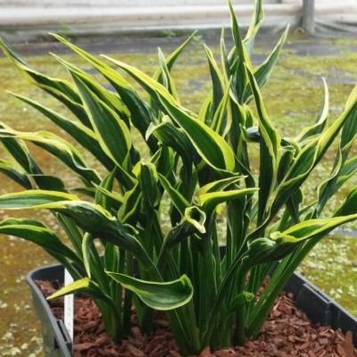 Hosta 'Hands Up'